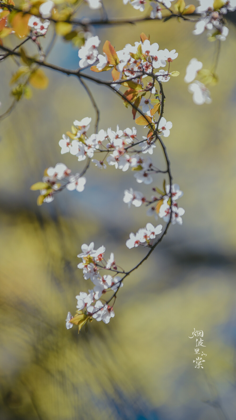 梨花