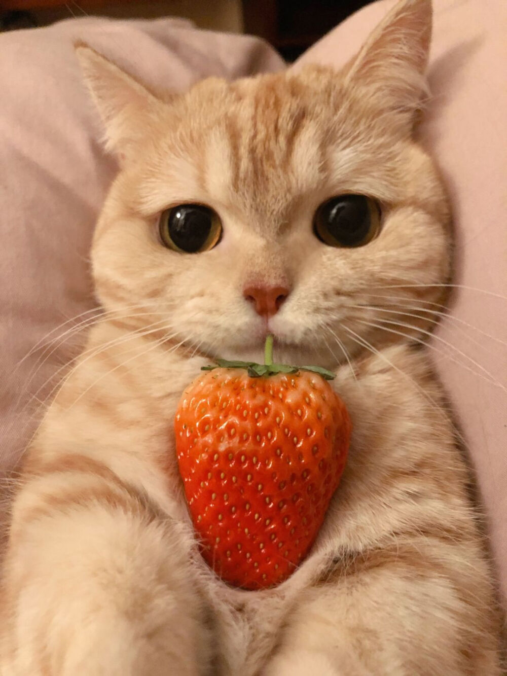 喵喵喵 猫