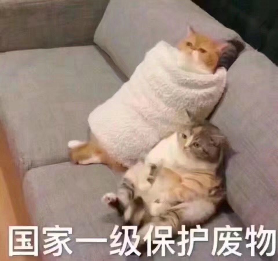 喵喵喵 猫