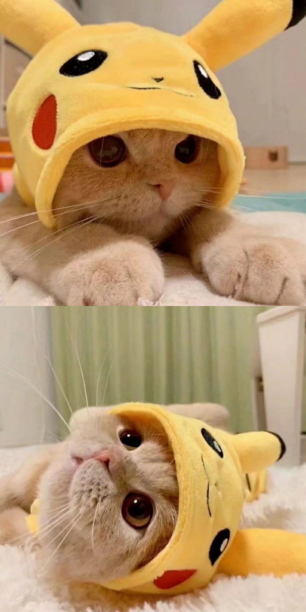 喵喵喵 猫