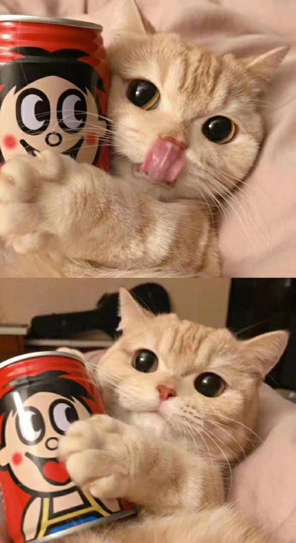 喵喵喵 猫