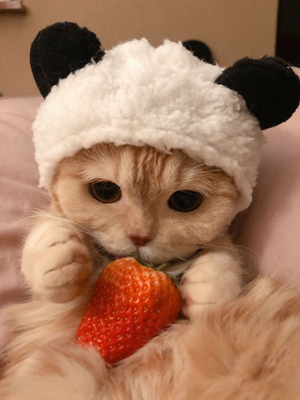 喵喵喵 猫