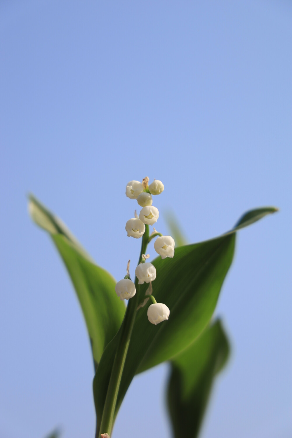 我家小花