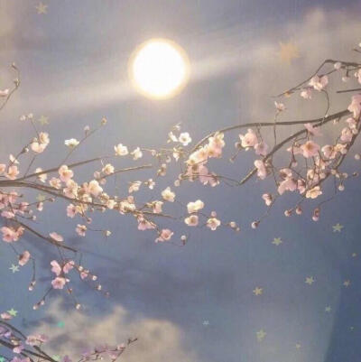 ❀—nevva 网易云封面