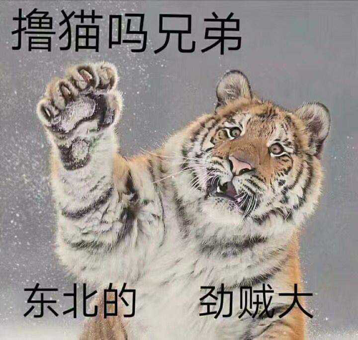 撸猫吗兄弟，东北的，劲贼大