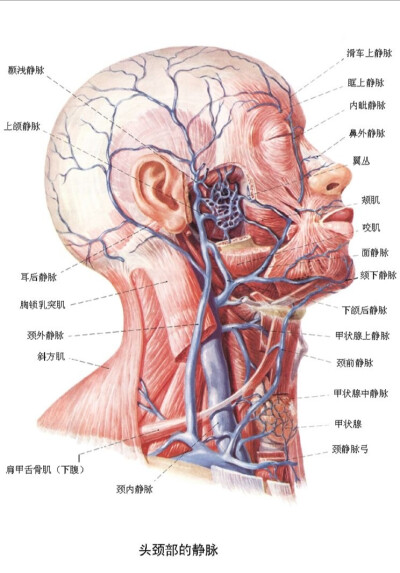 头颈部血管和神经