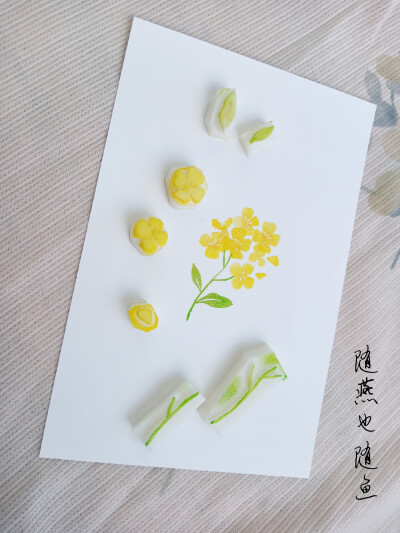 油菜花