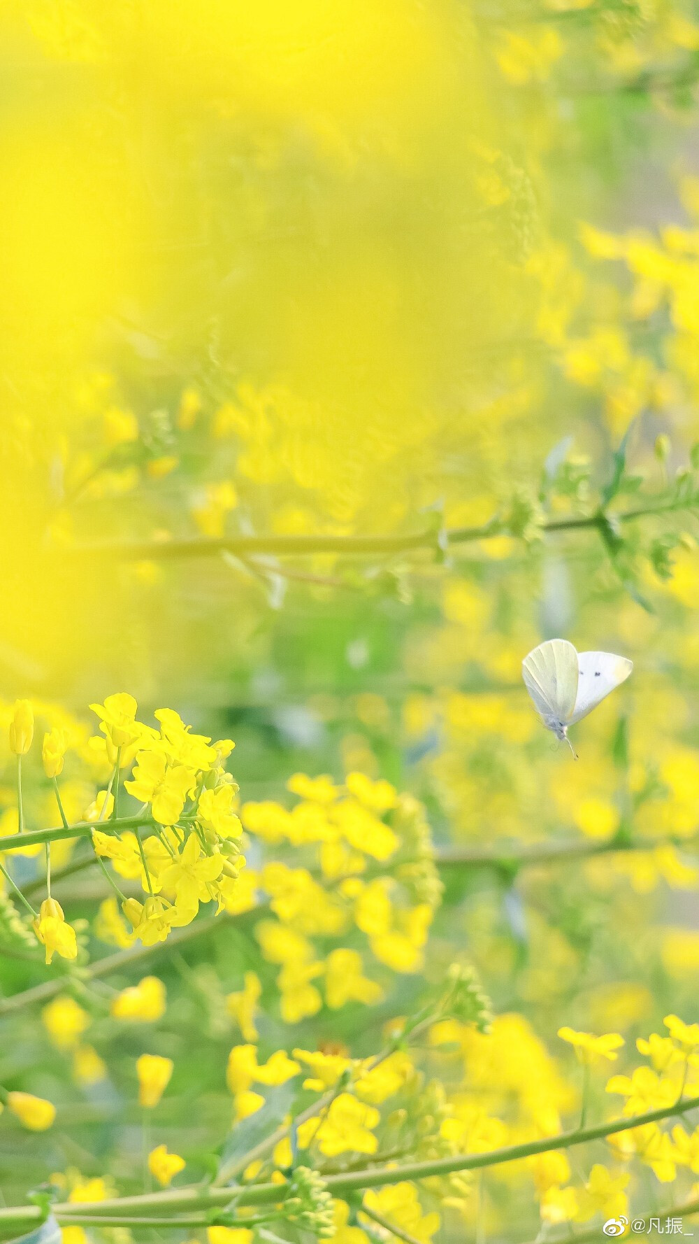 油菜花壁纸