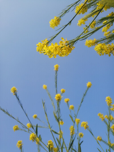 油菜花