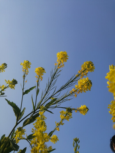 油菜花