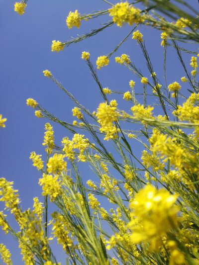 油菜花