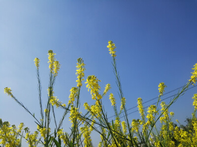 油菜花