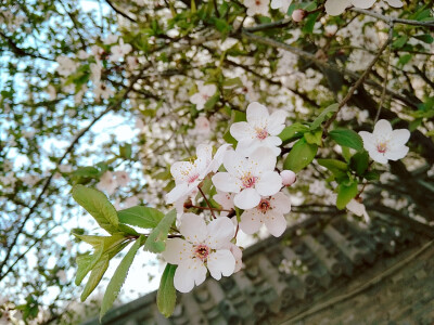 樱花开