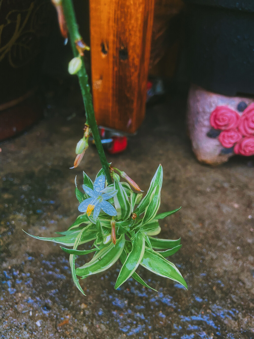 雨中，瞬间美好…