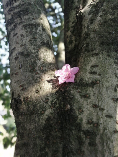 乡下的野花真的很美。