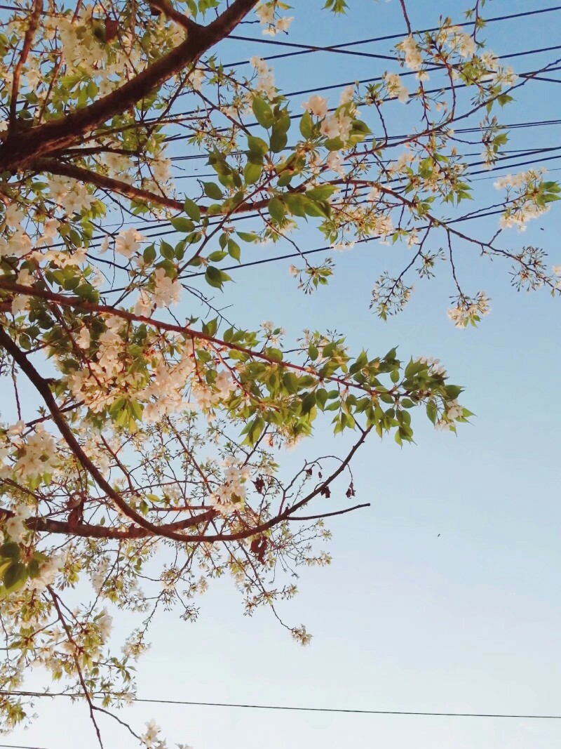 干净风景壁纸
转自番茄to do