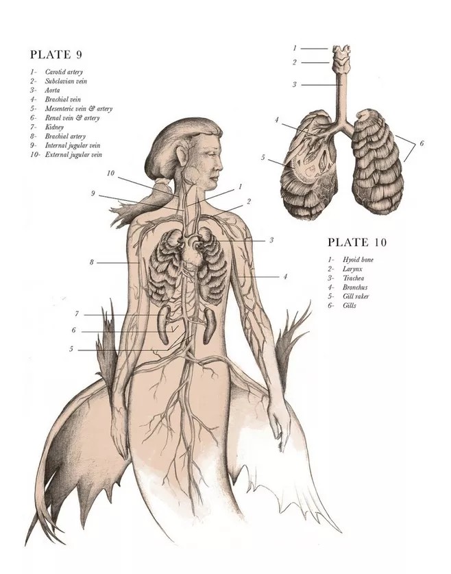 神秘物种储藏室 骨骼