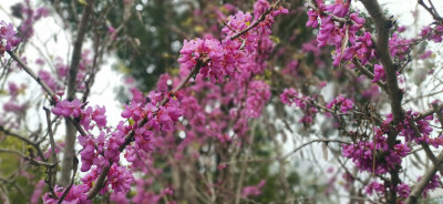 3月20日，春分时节，春和日丽。位于吉安城南市民广场的几株巨紫荆花开似锦、花团锦簇。枝干上布满的紫蝶般的艳丽花朵如云如霞，令人着迷。(摄/肖勇)
