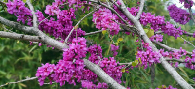 3月20日，春分时节，春和日丽。位于吉安城南市民广场的几株巨紫荆花开似锦、花团锦簇。枝干上布满的紫蝶般的艳丽花朵如云如霞，令人着迷。(摄/肖勇)
