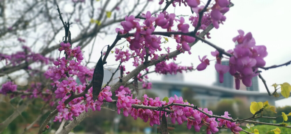 3月20日，春分时节，春和日丽。位于吉安城南市民广场的几株巨紫荆花开似锦、花团锦簇。枝干上布满的紫蝶般的艳丽花朵如云如霞，令人着迷。(摄/肖勇)
