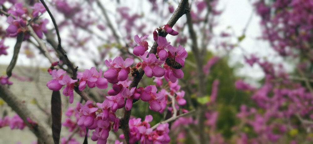 3月20日，春分时节，春和日丽。位于吉安城南市民广场的几株巨紫荆花开似锦、花团锦簇。枝干上布满的紫蝶般的艳丽花朵如云如霞，令人着迷。(摄/肖勇)
