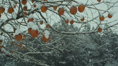 春宜花，夏宜风，秋宜月，冬宜雪。四时佳兴，可与人同?！粼鳌度思渲丁? data-iid=