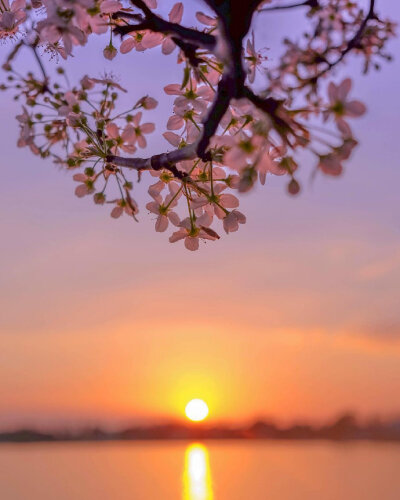 日落花黄，人间最美。