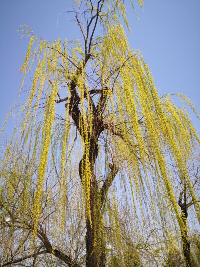 春天来了，柳树已新