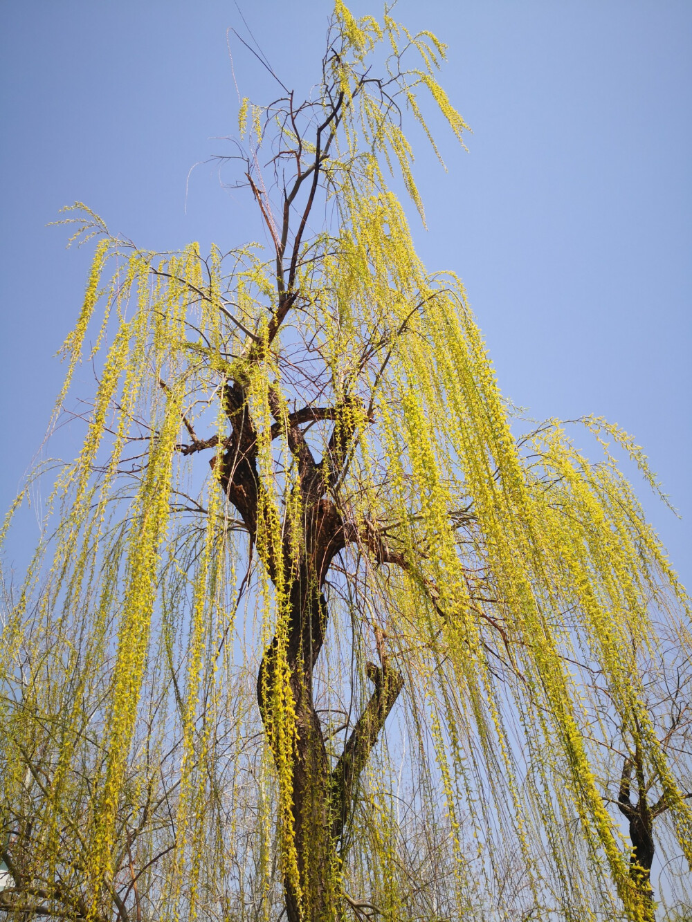 春天来了，柳树已新