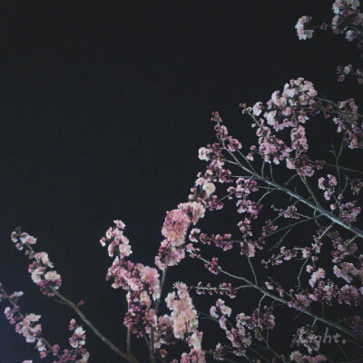 Flowers bloom–❀.