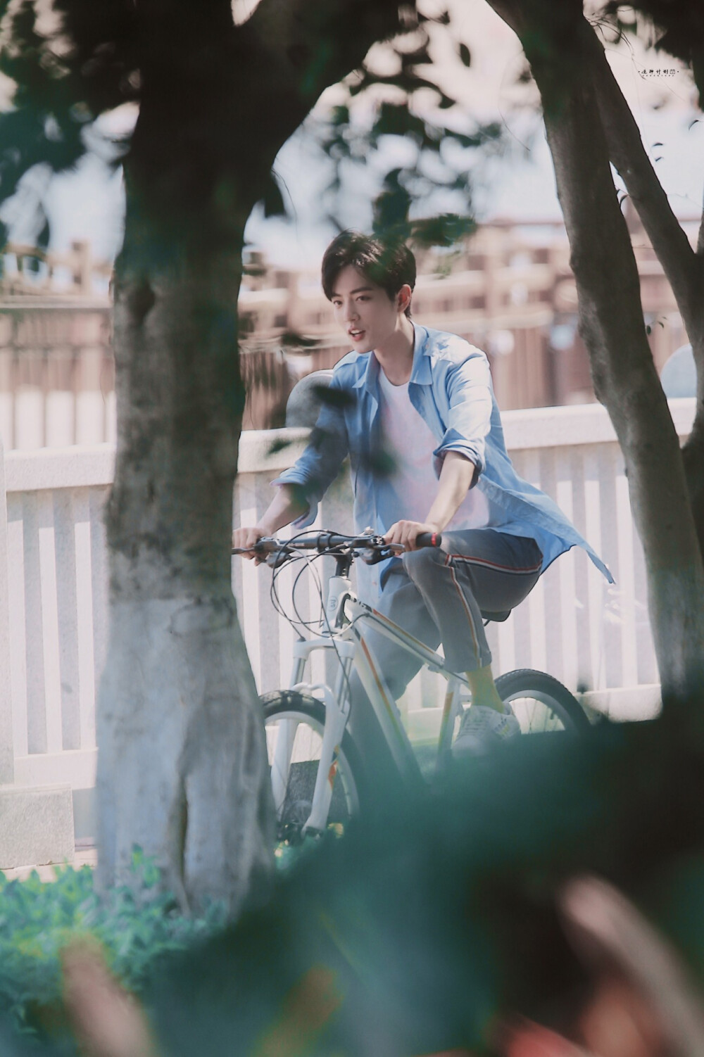 肖战蓝衬衫 男生骑自行车