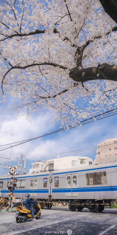 樱花静绽❀
樱花壁纸