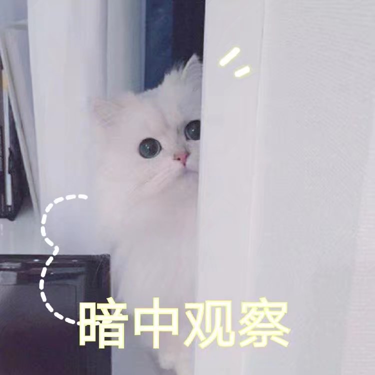 猫咪表情包 暗中观察
可爱呆萌撩汉