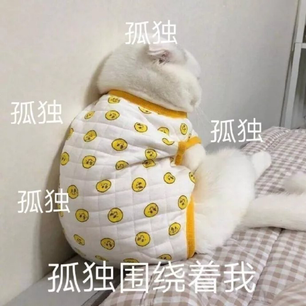 可爱小猫