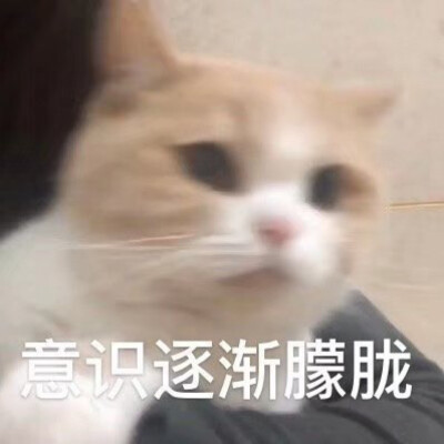 可爱小猫