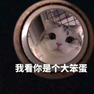 可爱小猫