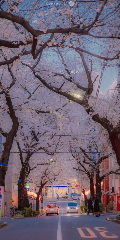 武汉的樱花开了
（有全面屏）
（小心的小编）