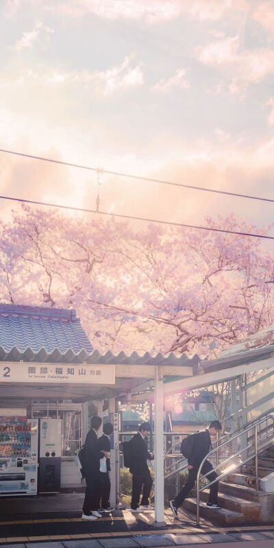 武汉的樱花开了
（有全面屏）
（小心的小编）