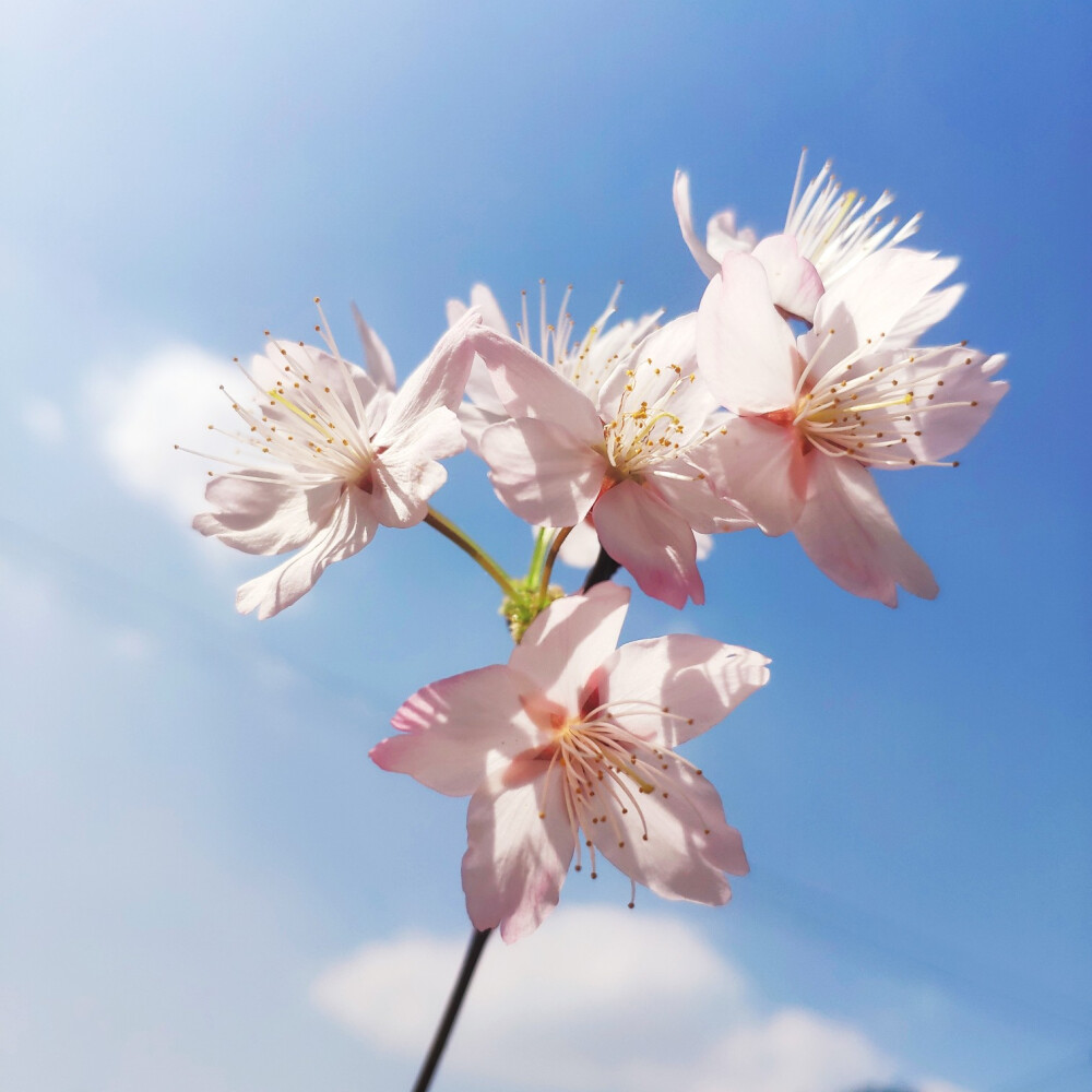 春暖花开 奔你而来( ﹡ˆoˆ﹡ )