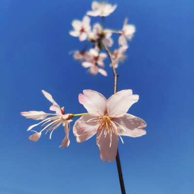 春暖花开 奔你而来( ﹡ˆoˆ﹡ )