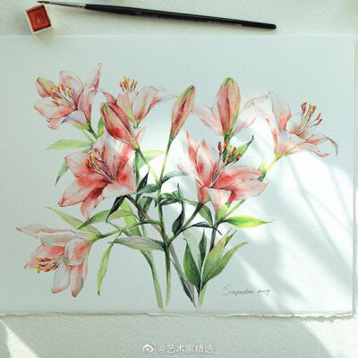 绘画，水彩植物花卉画