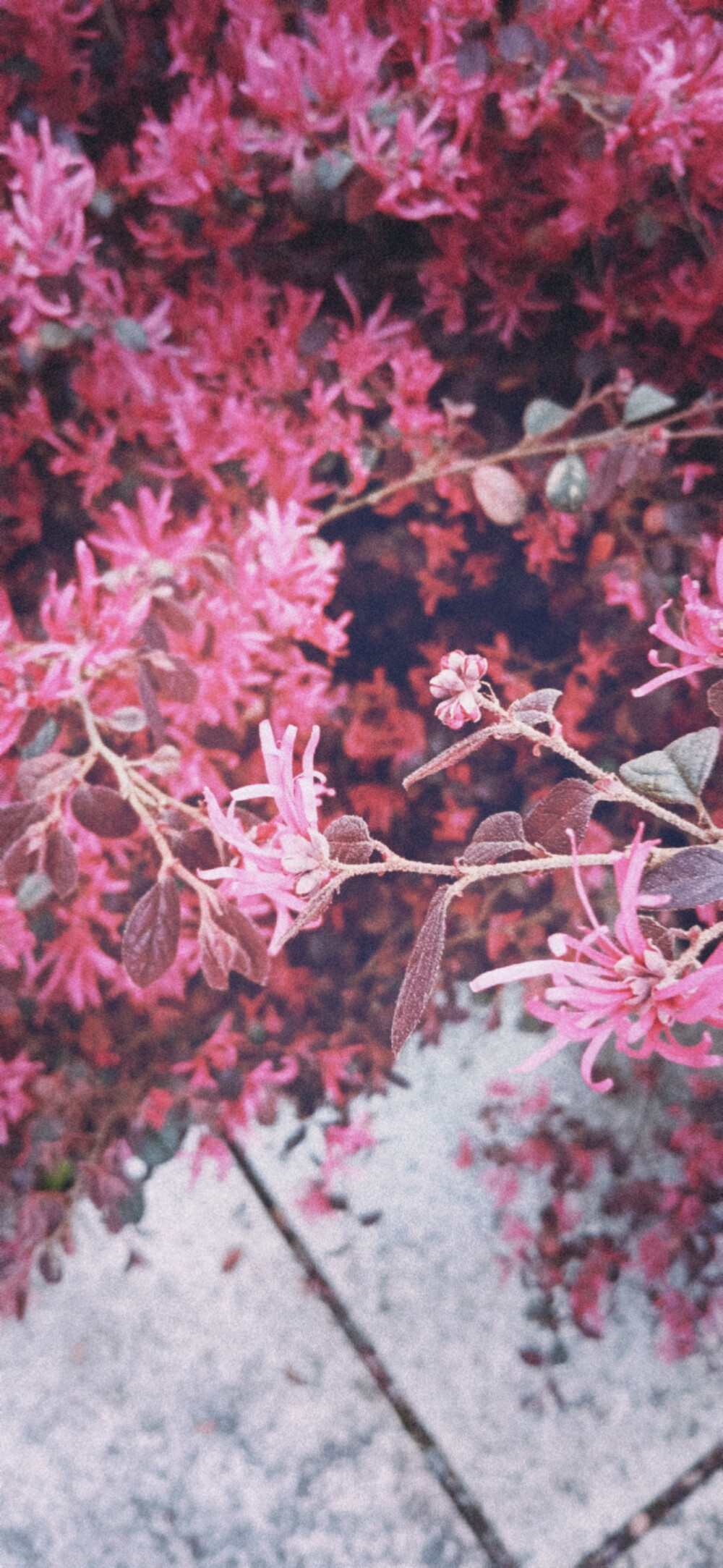 神仙壁纸
二转注明北语南至
花朵/海洋/亭子/鱼儿/景物