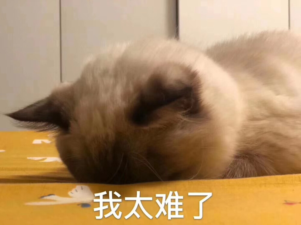 我太难了