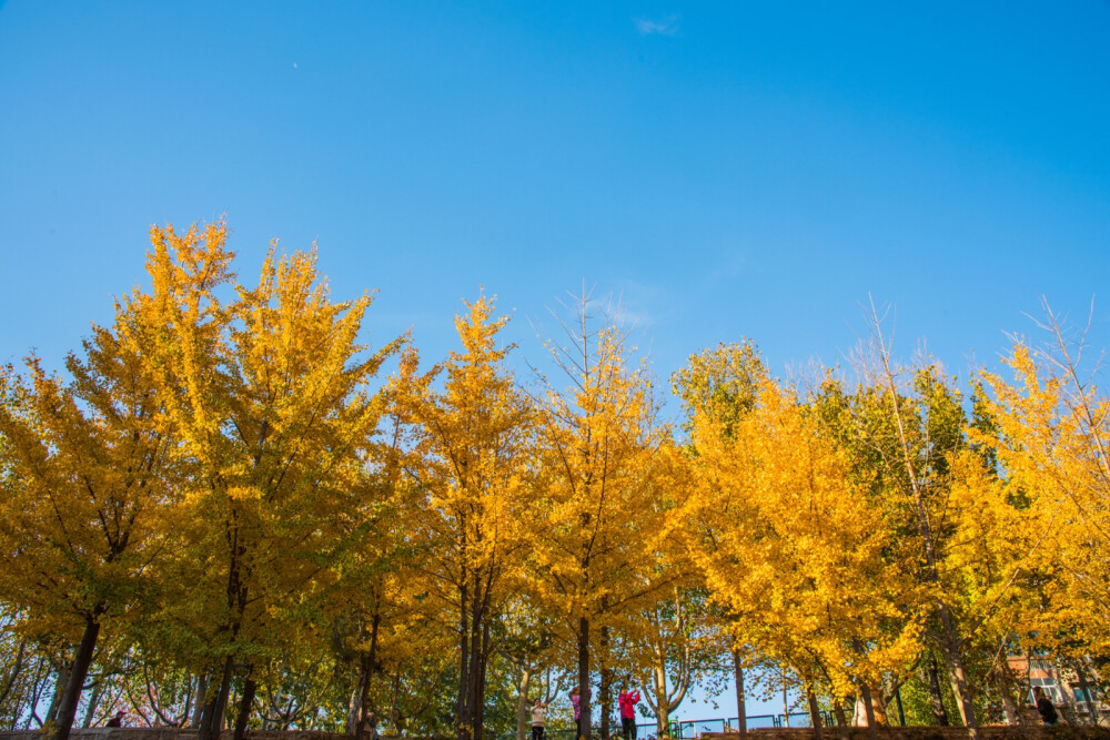 濟南大學(xué)秋景