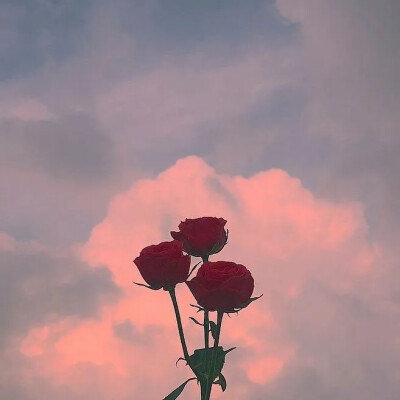 落日余晖
只为遇见