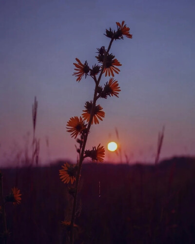 落日余晖
只为遇见