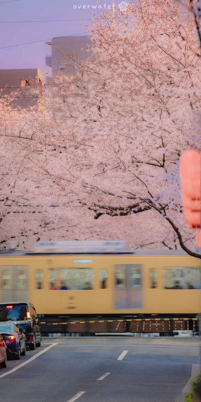 樱花壁纸