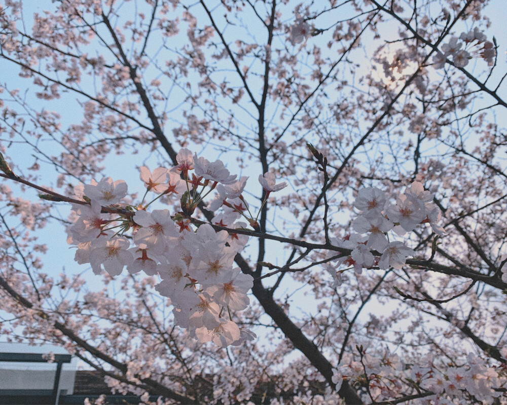 白塔，樱花