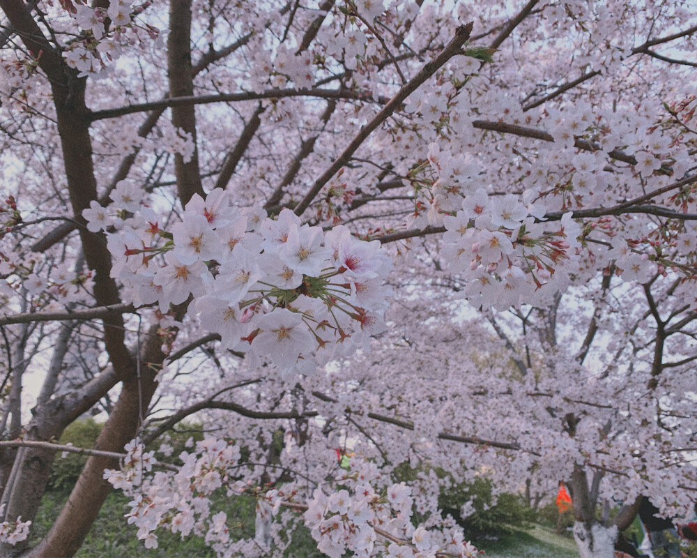 白塔，樱花