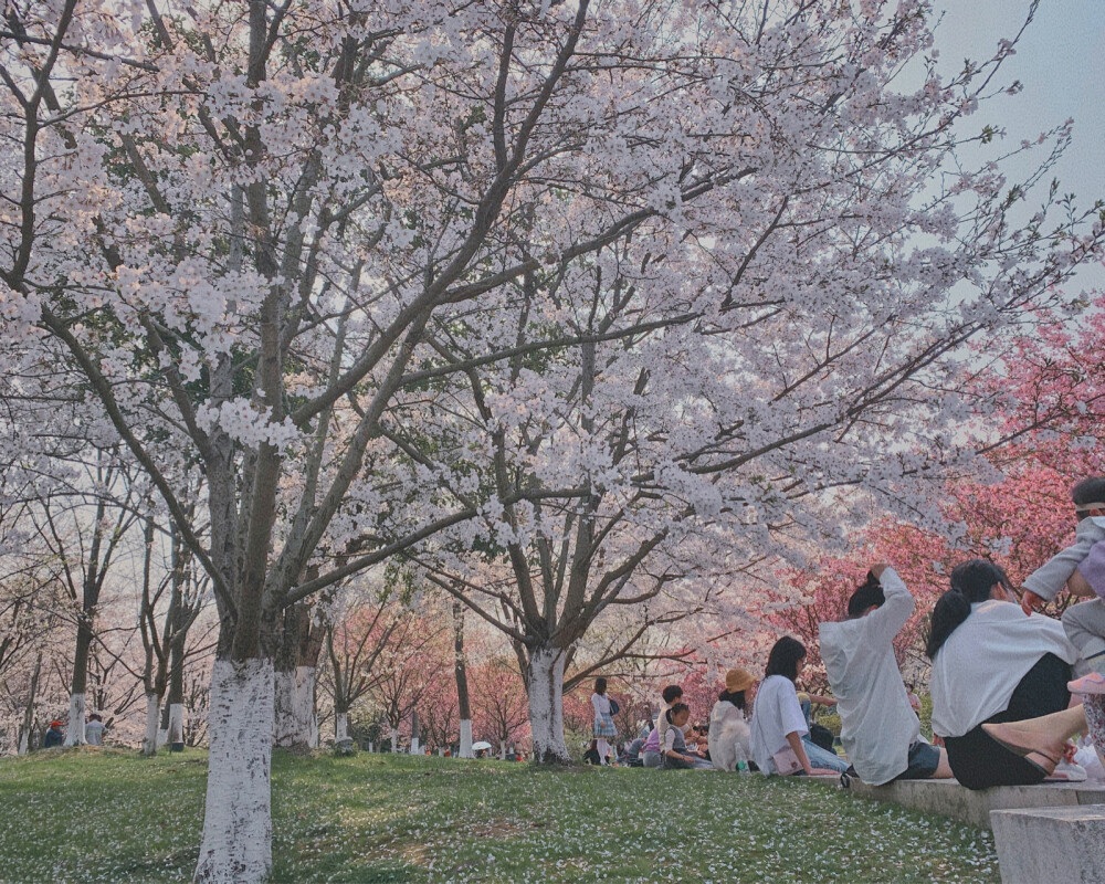 白塔，樱花